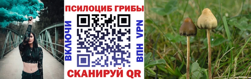 darknet Telegram  Вельск  Псилоцибиновые грибы мухоморы  как найти закладки 
